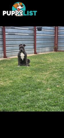 Blue Purebread amstaff puppies