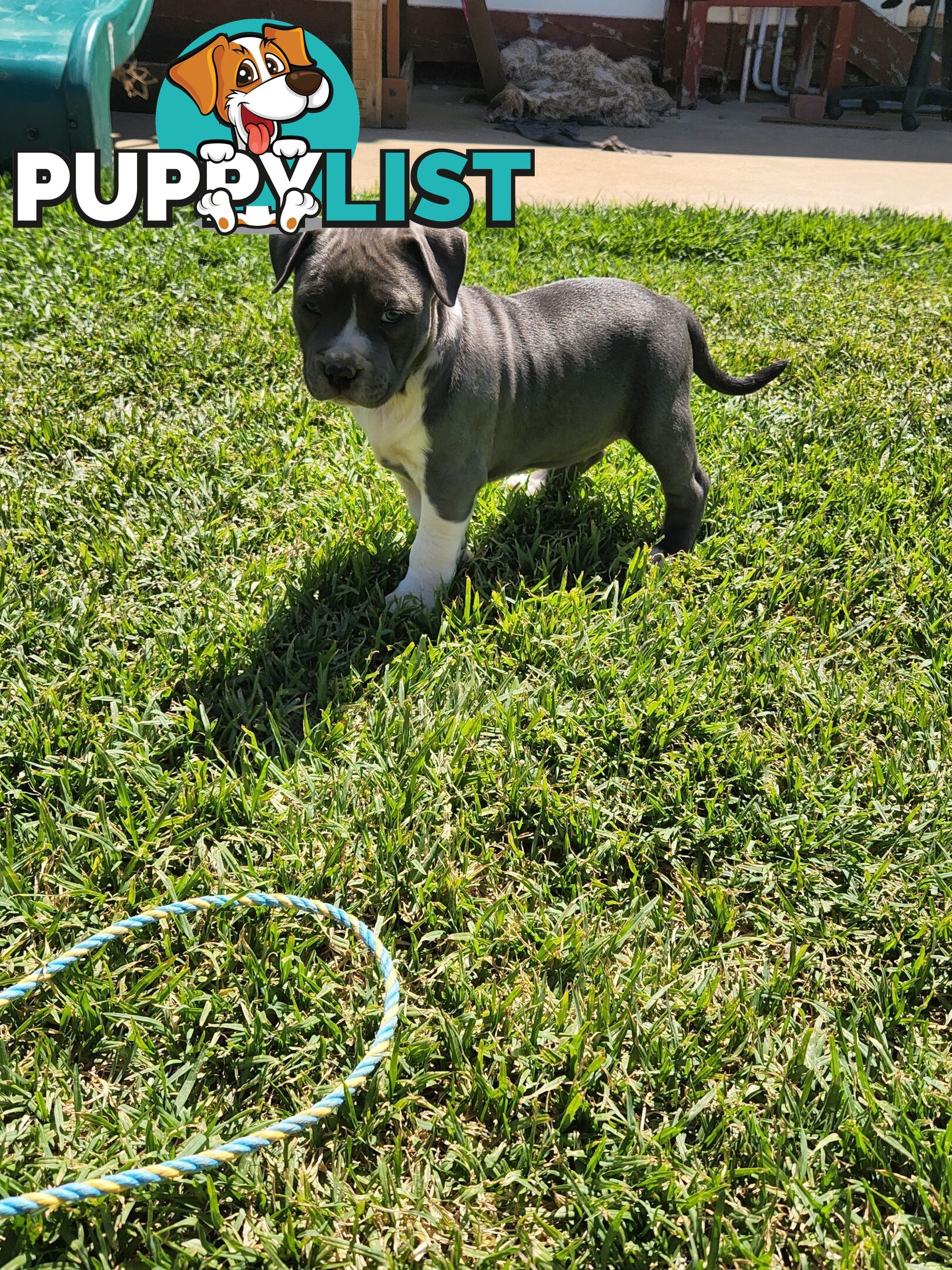 Blue Purebread amstaff puppies