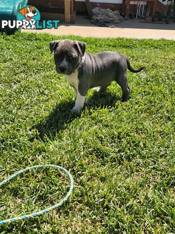 Blue Purebread amstaff puppies