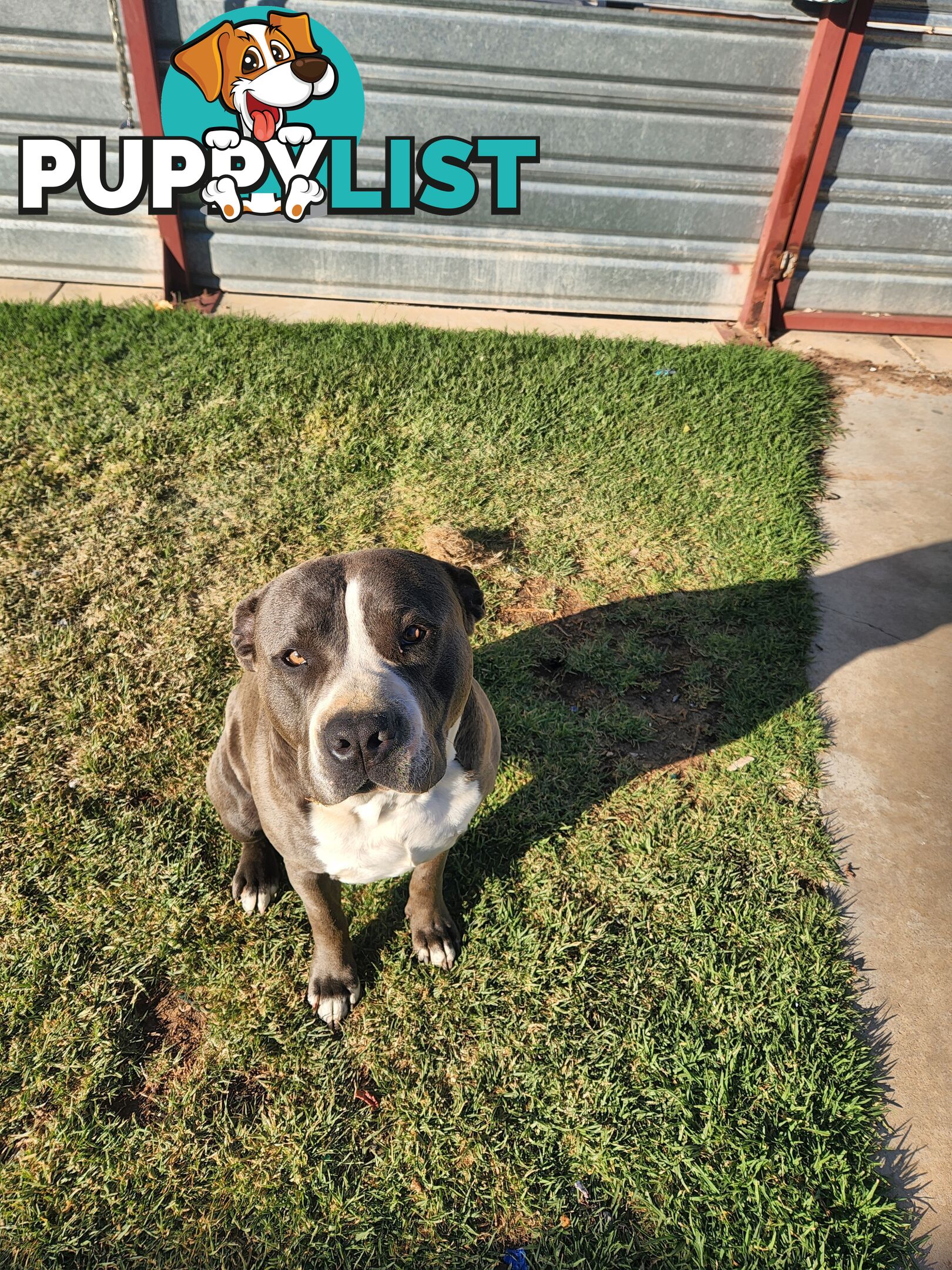 Blue Purebread amstaff puppies