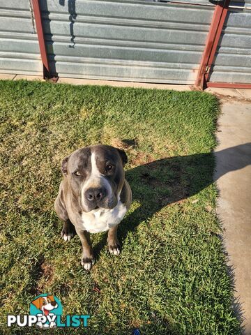 Blue Purebread amstaff puppies