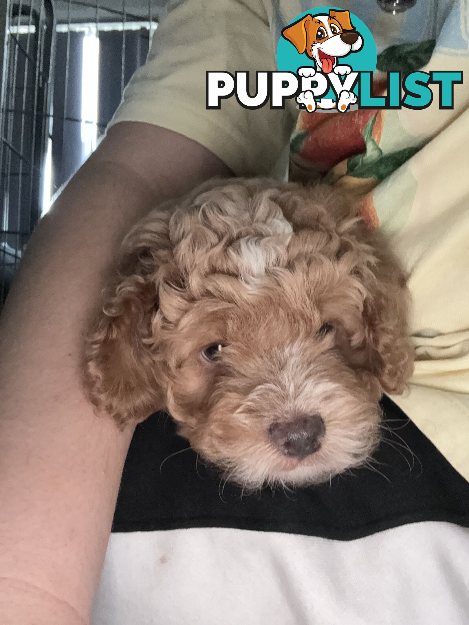 Cavoodle