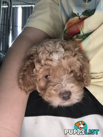 Cavoodle