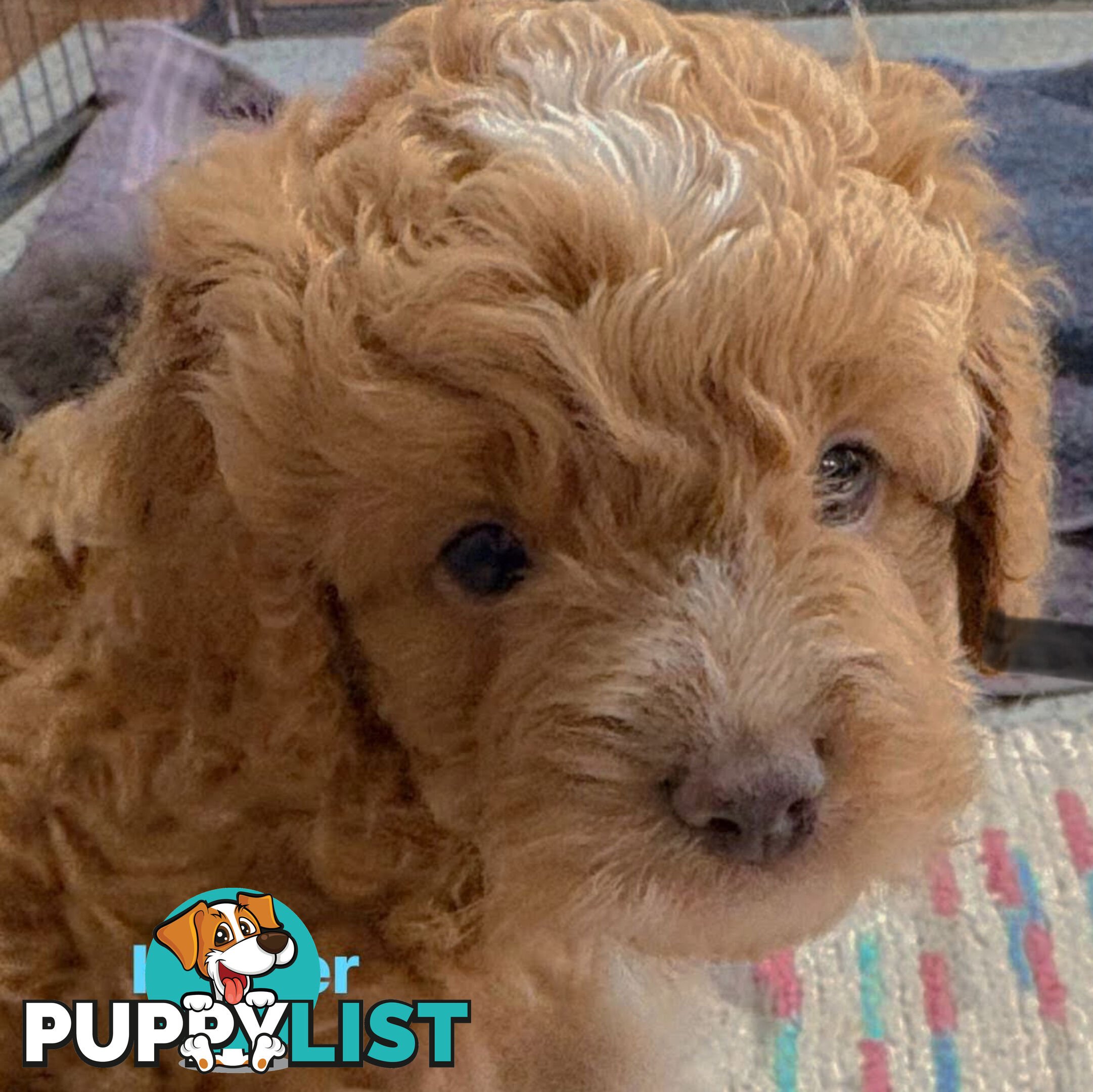 Cavoodle