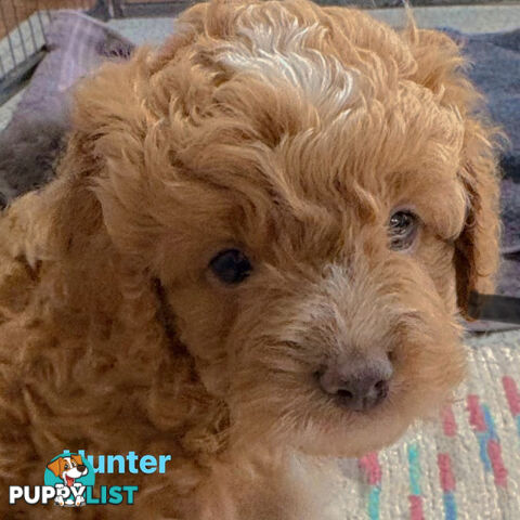 Cavoodle