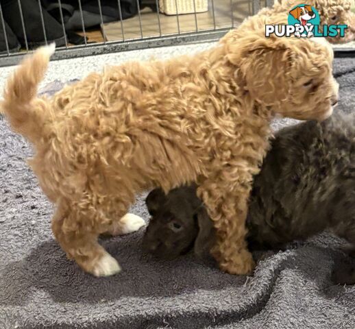 Cavoodle