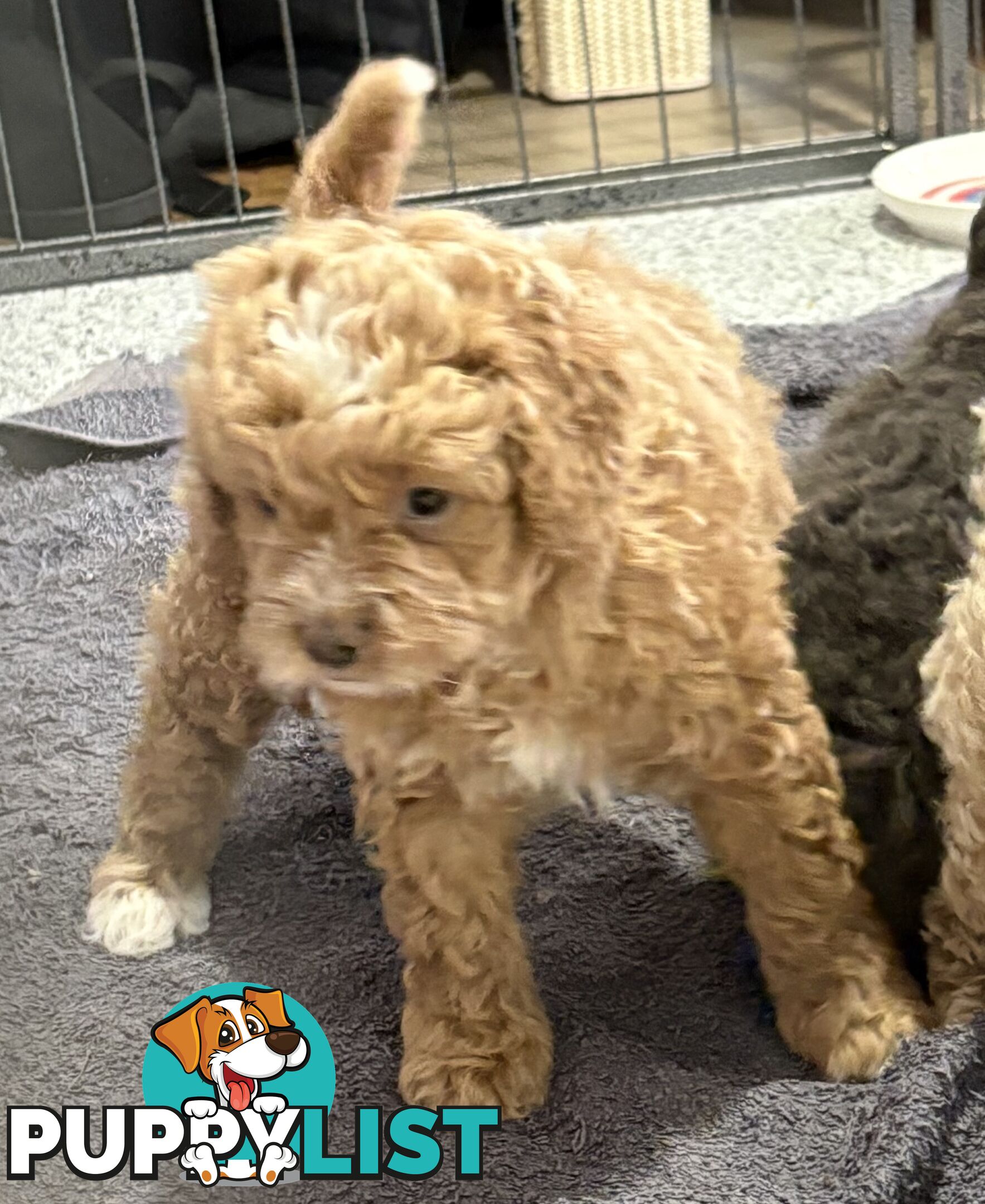 Cavoodle