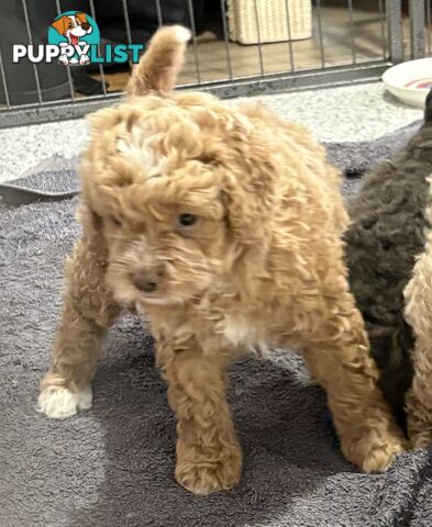 Cavoodle