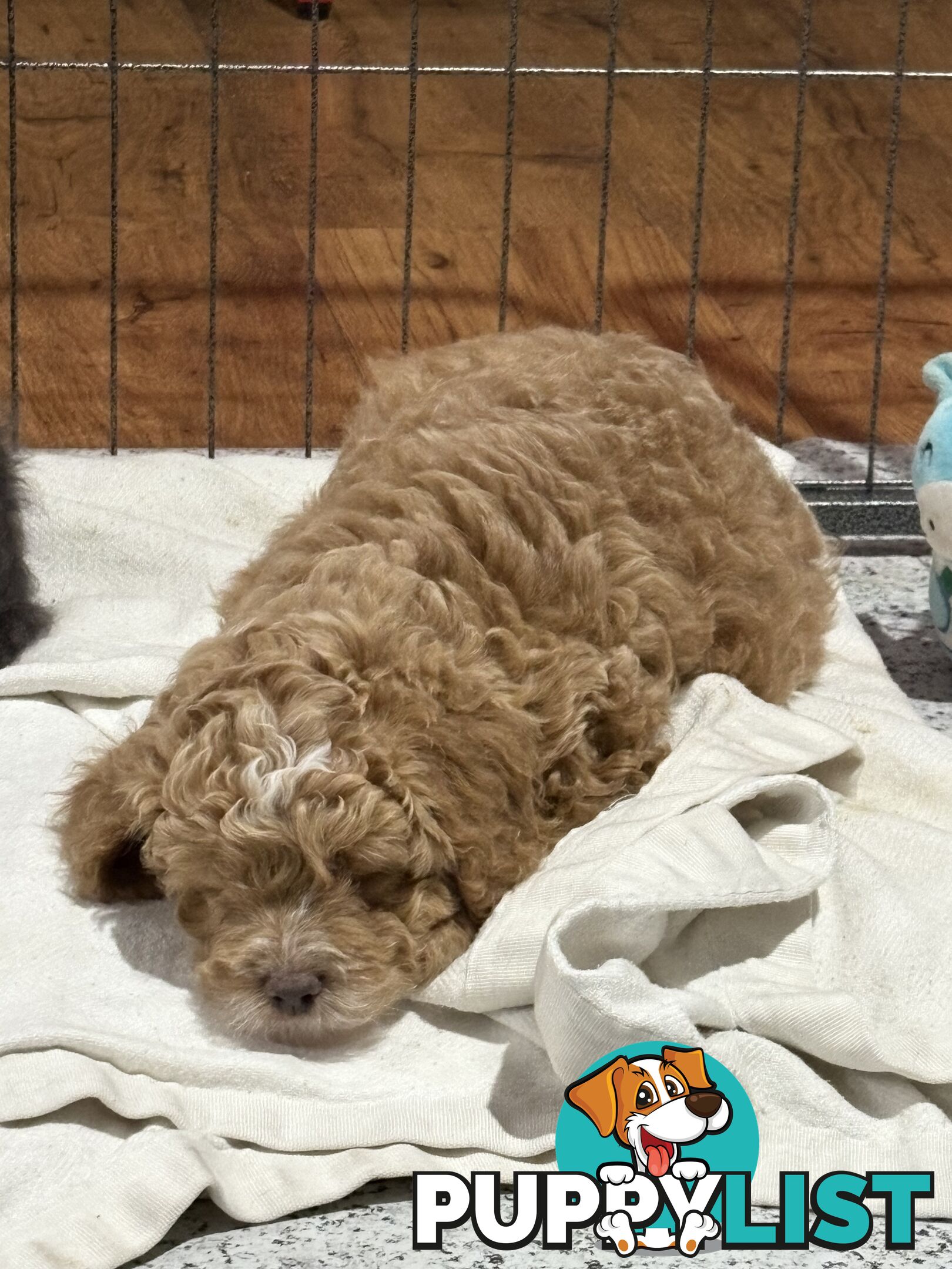 Cavoodle