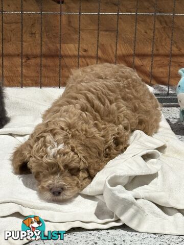 Cavoodle