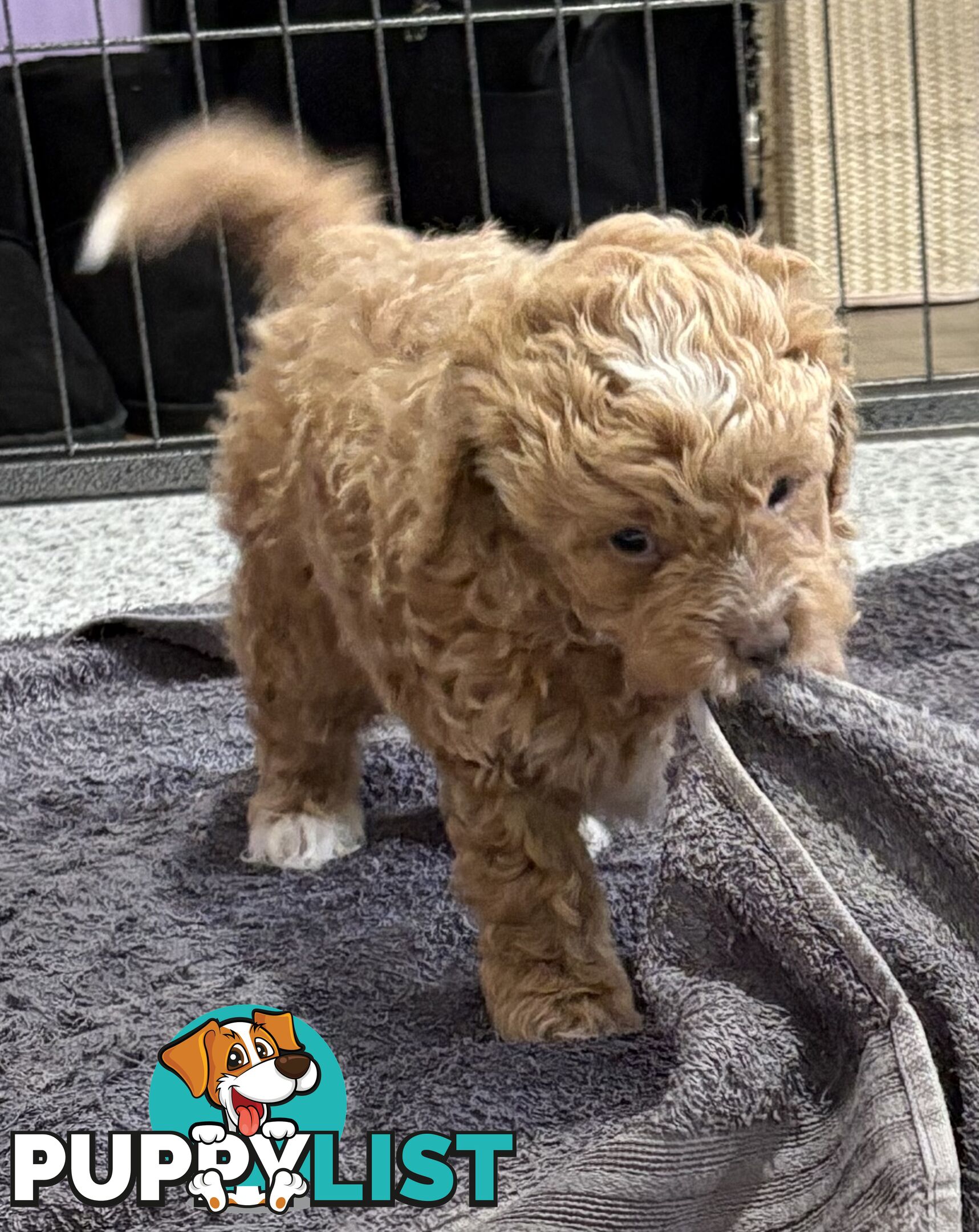 Cavoodle