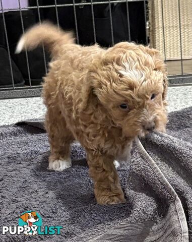 Cavoodle