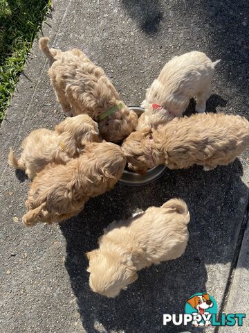 Cavoodles dog for sale