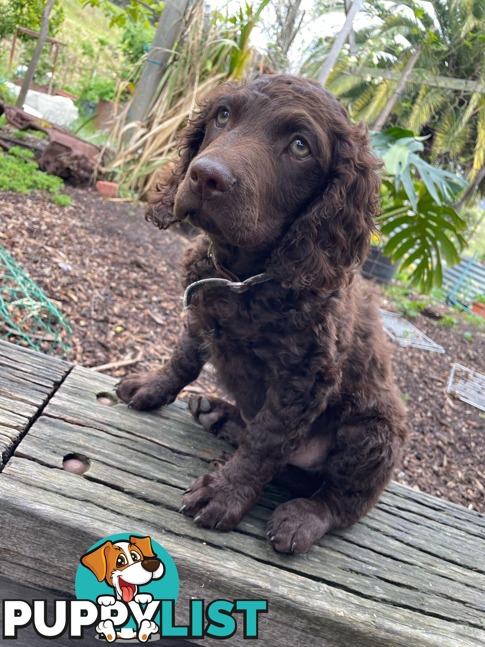 Murray River Curly Retriever. puppies