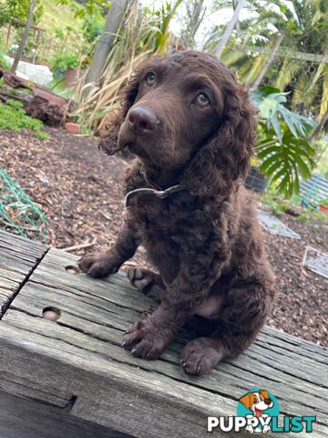 Murray River Curly Retriever. puppies