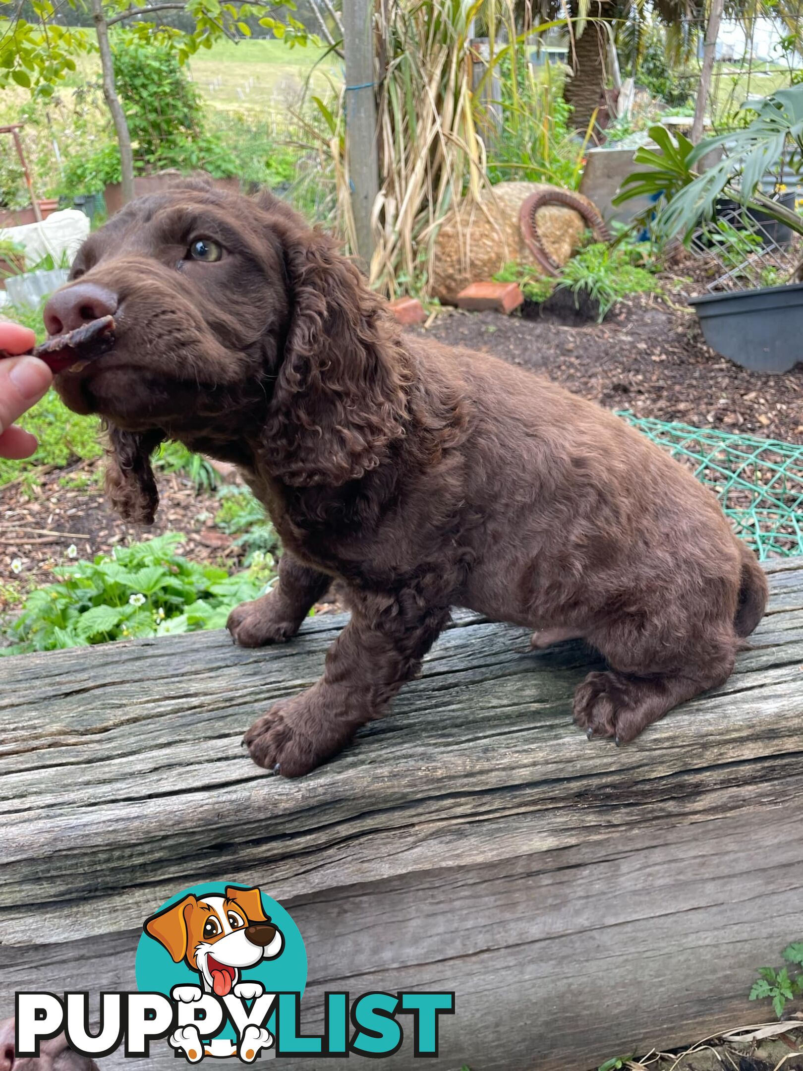 Murray River Curly Retriever. puppies