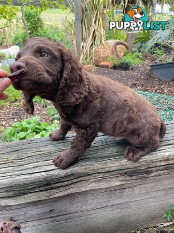 Murray River Curly Retriever. puppies