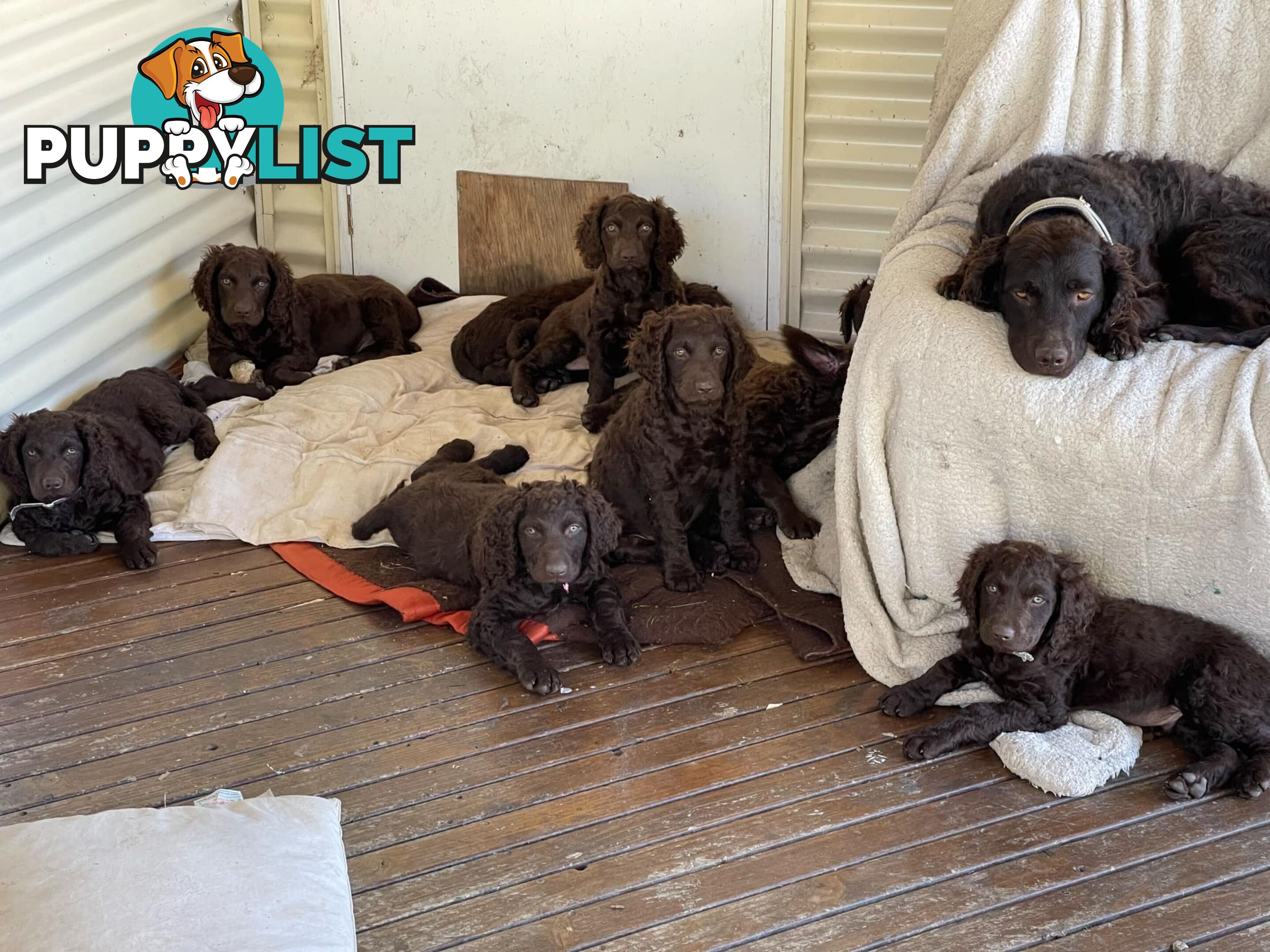 Murray River Curly Retriever. puppies