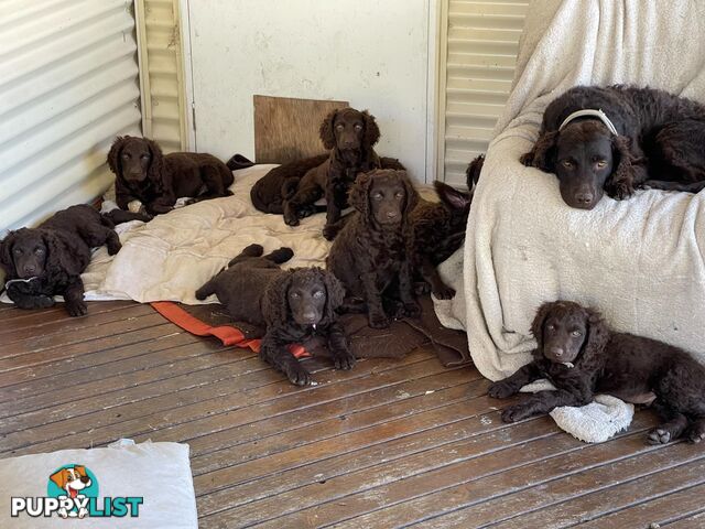 Murray River Curly Retriever. puppies