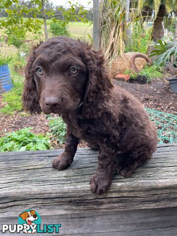 Murray River Curly Retriever. puppies