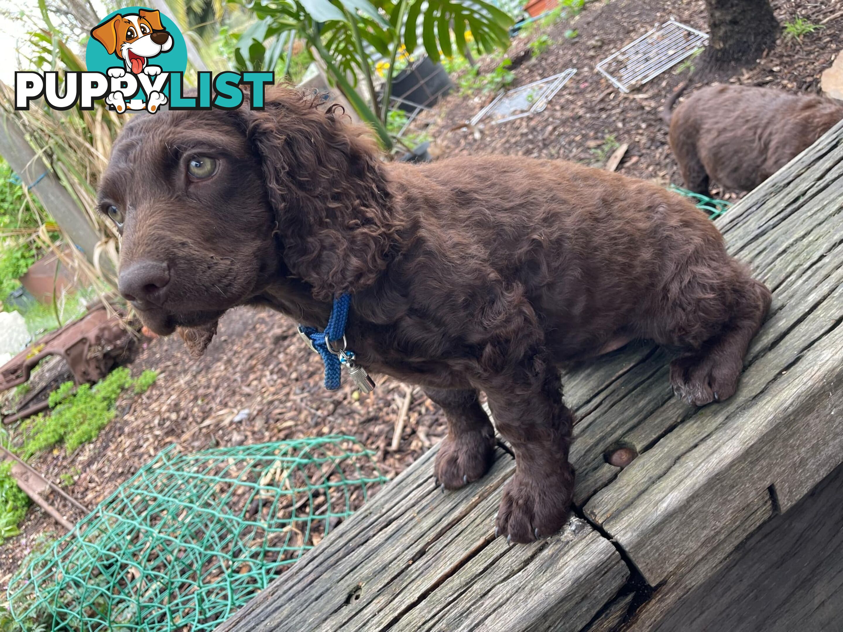 Murray River Curly Retriever. puppies