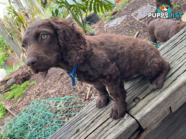 Murray River Curly Retriever. puppies