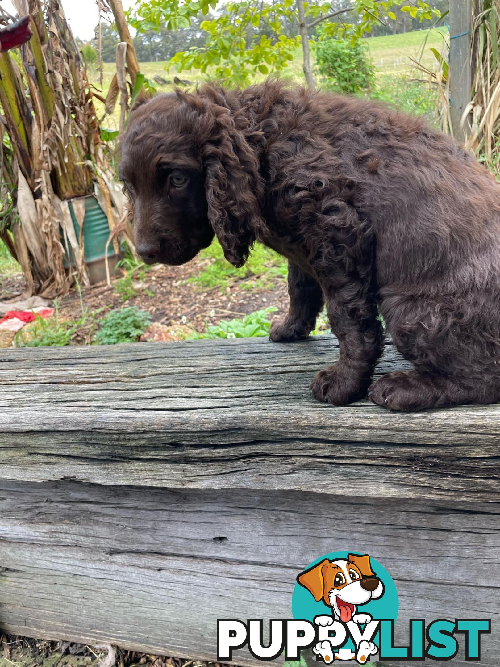 Murray River Curly Retriever. puppies