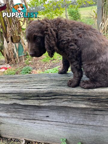 Murray River Curly Retriever. puppies