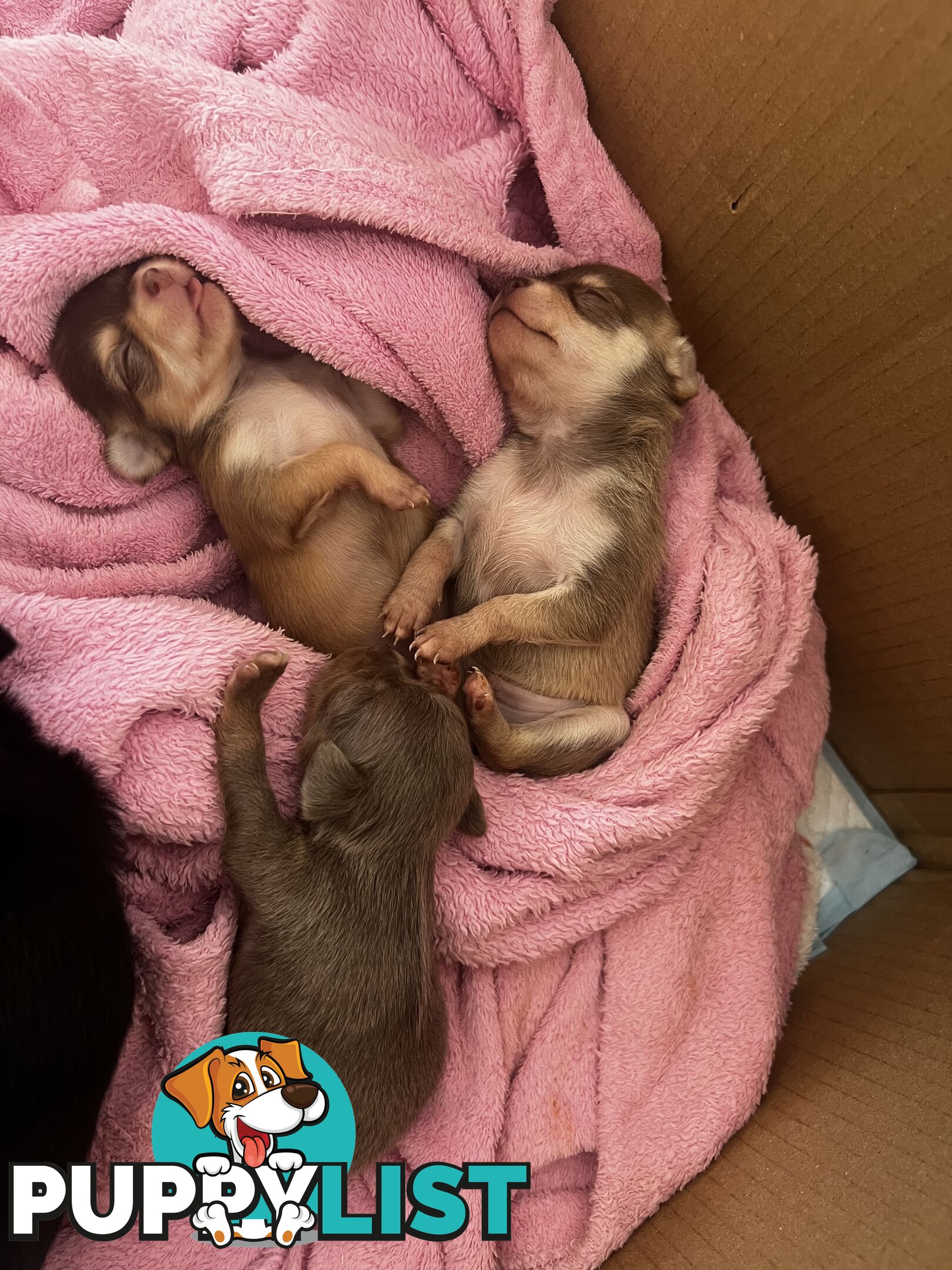 Chihuahua Puppies