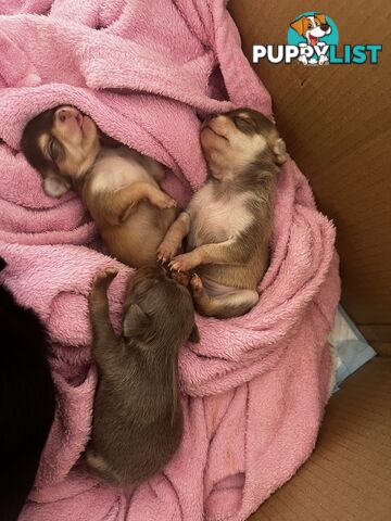 Chihuahua Puppies