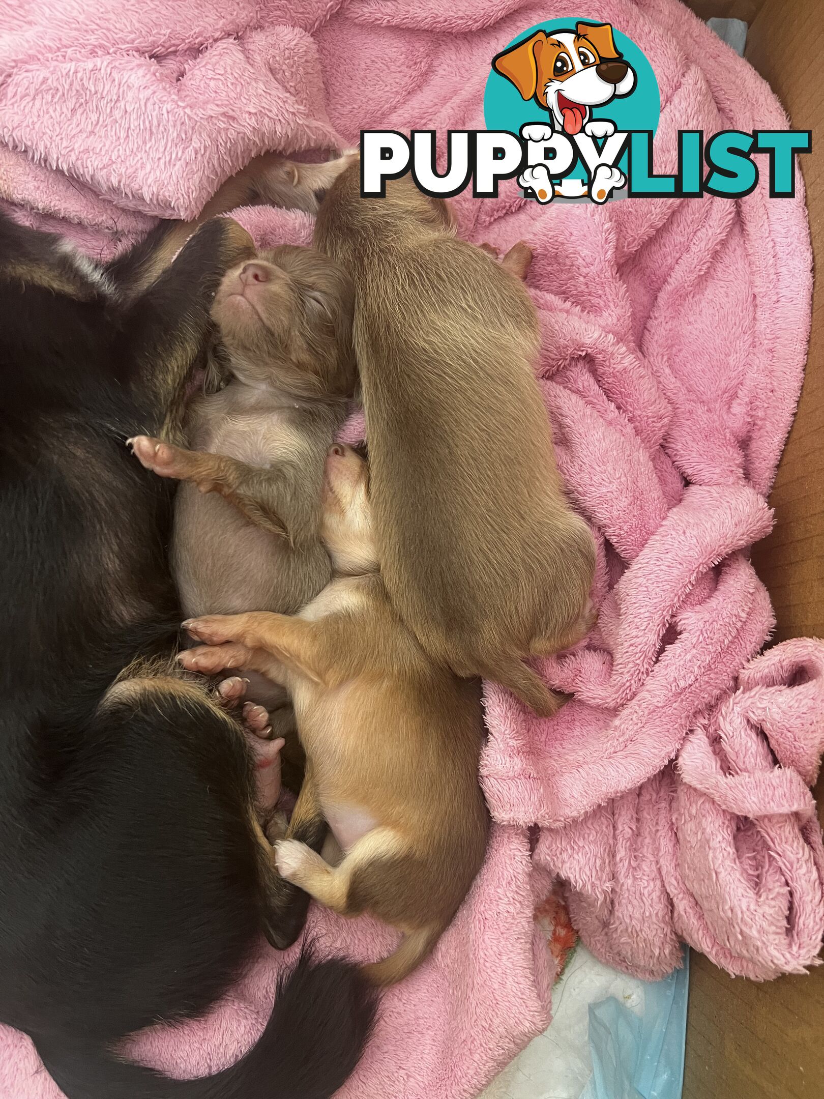 Chihuahua Puppies