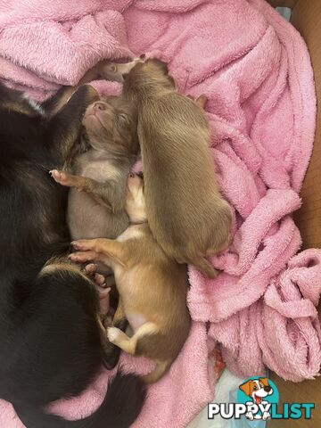 Chihuahua Puppies