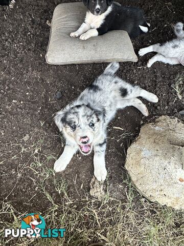 Border Collie puppies