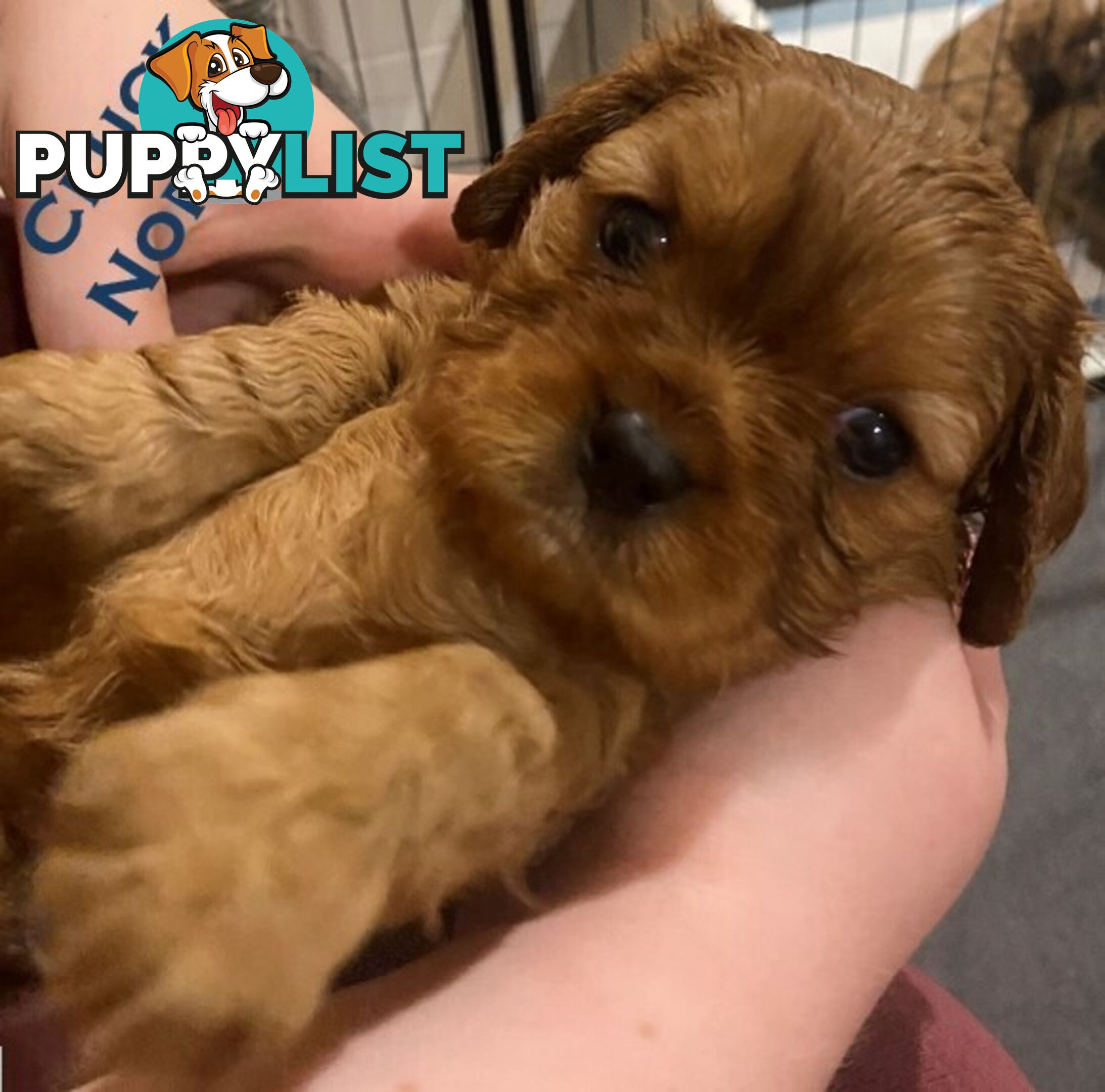 King Charles Cavalier Puppies (pure bred)  - ready NOW