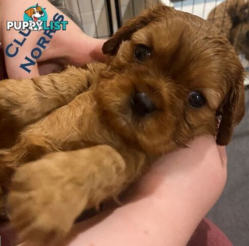 King Charles Cavalier Puppies - ready for fureva homes THIS SUNDAY! (11 May 2025)