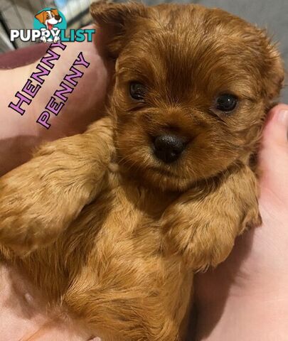 King Charles Cavalier Puppies - ready for fureva homes