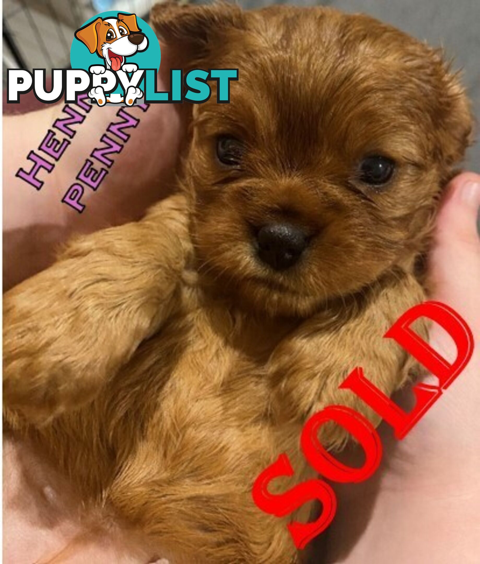 King Charles Cavalier Puppies (pure bred)  - ready NOW