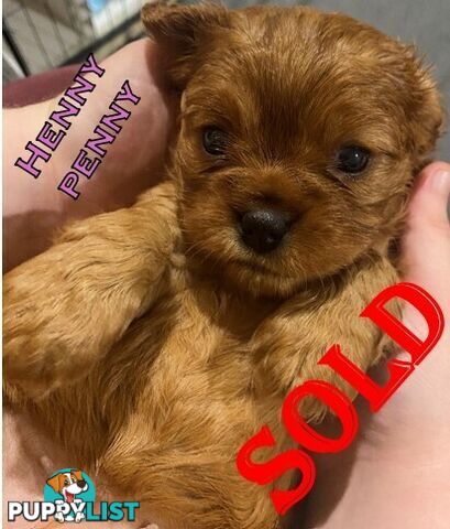 King Charles Cavalier Puppies - ready for fureva homes THIS SUNDAY! (11 May 2025)