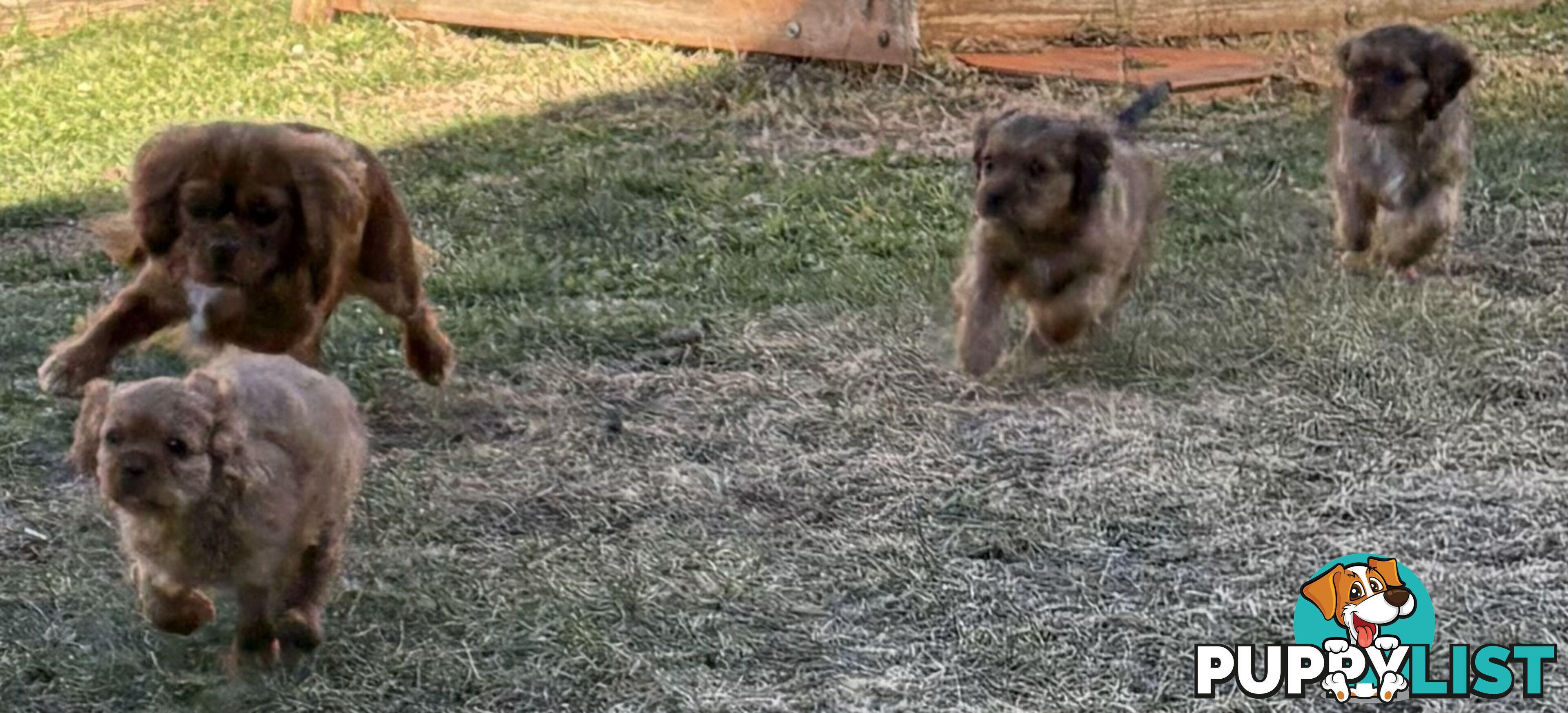 King Charles Cavalier Puppies (pure bred)  - ready NOW