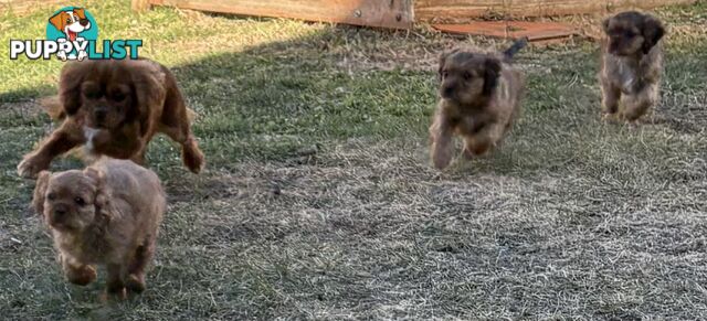 King Charles Cavalier Puppies (pure bred)  - ready NOW