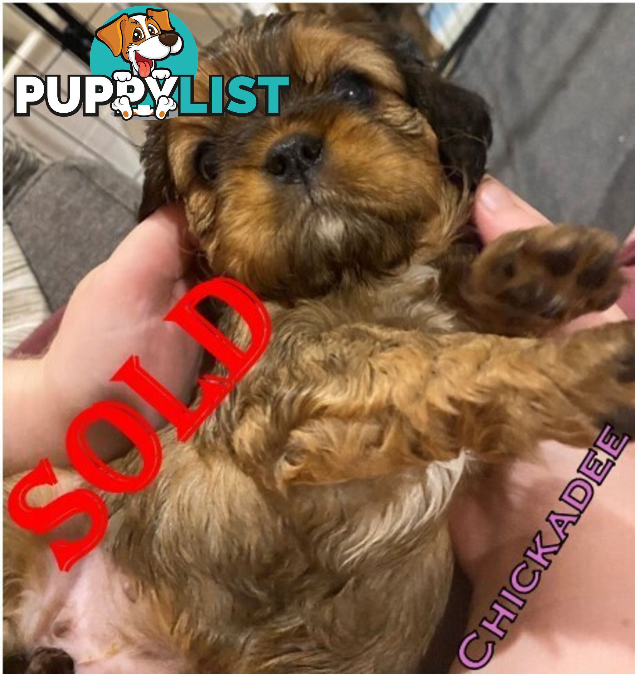 King Charles Cavalier Puppies (pure bred)  - ready NOW