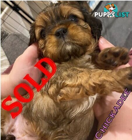 King Charles Cavalier Puppies - ready for fureva homes