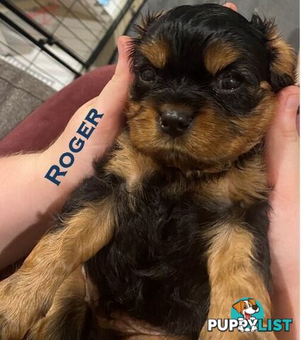 King Charles Cavalier Puppies - ready for fureva homes THIS SUNDAY! (11 May 2025)