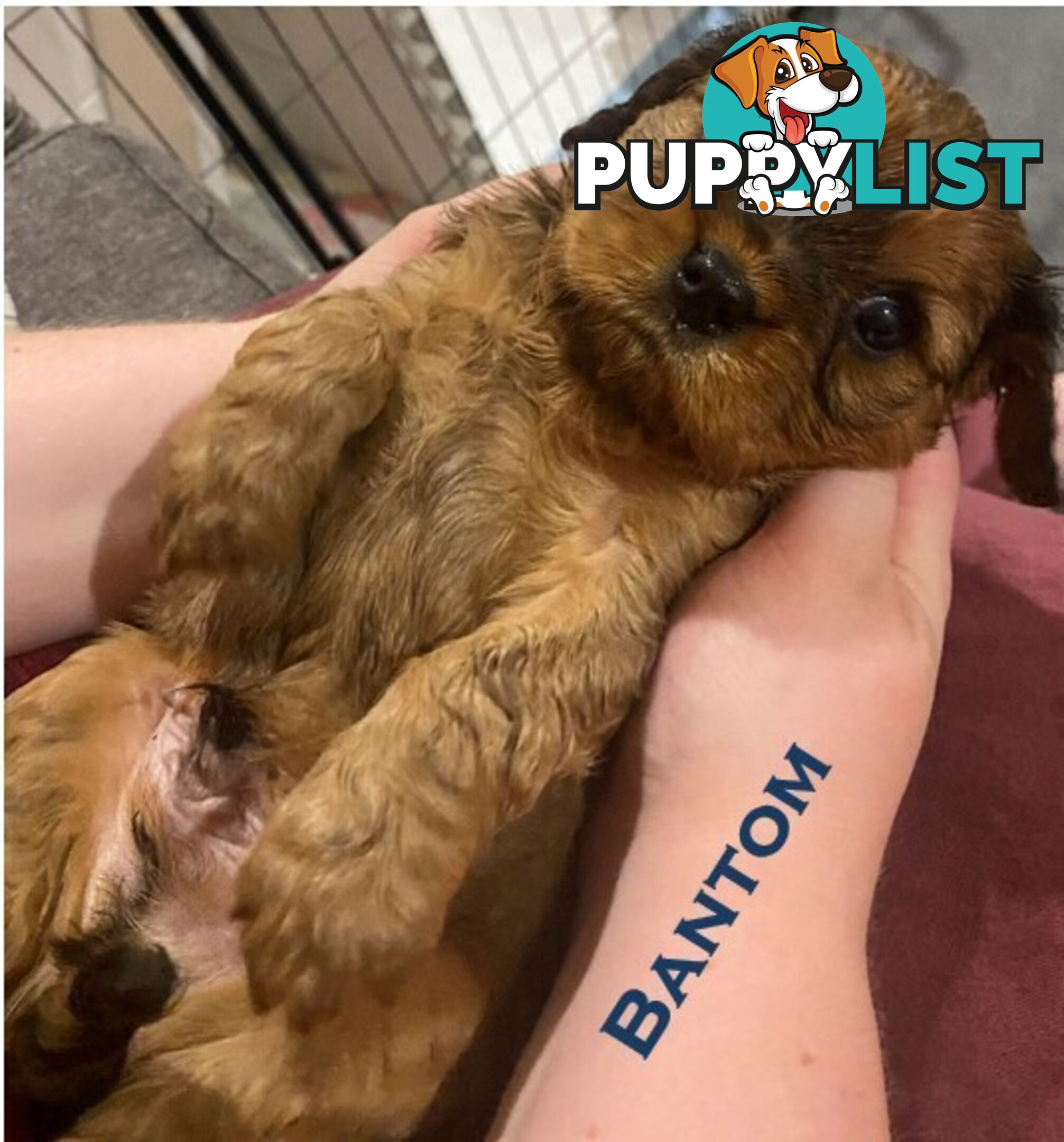 King Charles Cavalier Puppies (pure bred)  - ready NOW