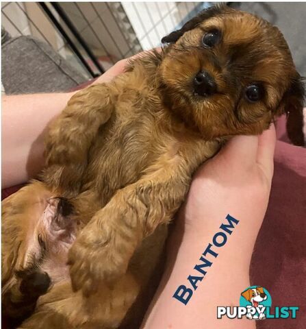 King Charles Cavalier Puppies - ready for fureva homes THIS SUNDAY! (11 May 2025)