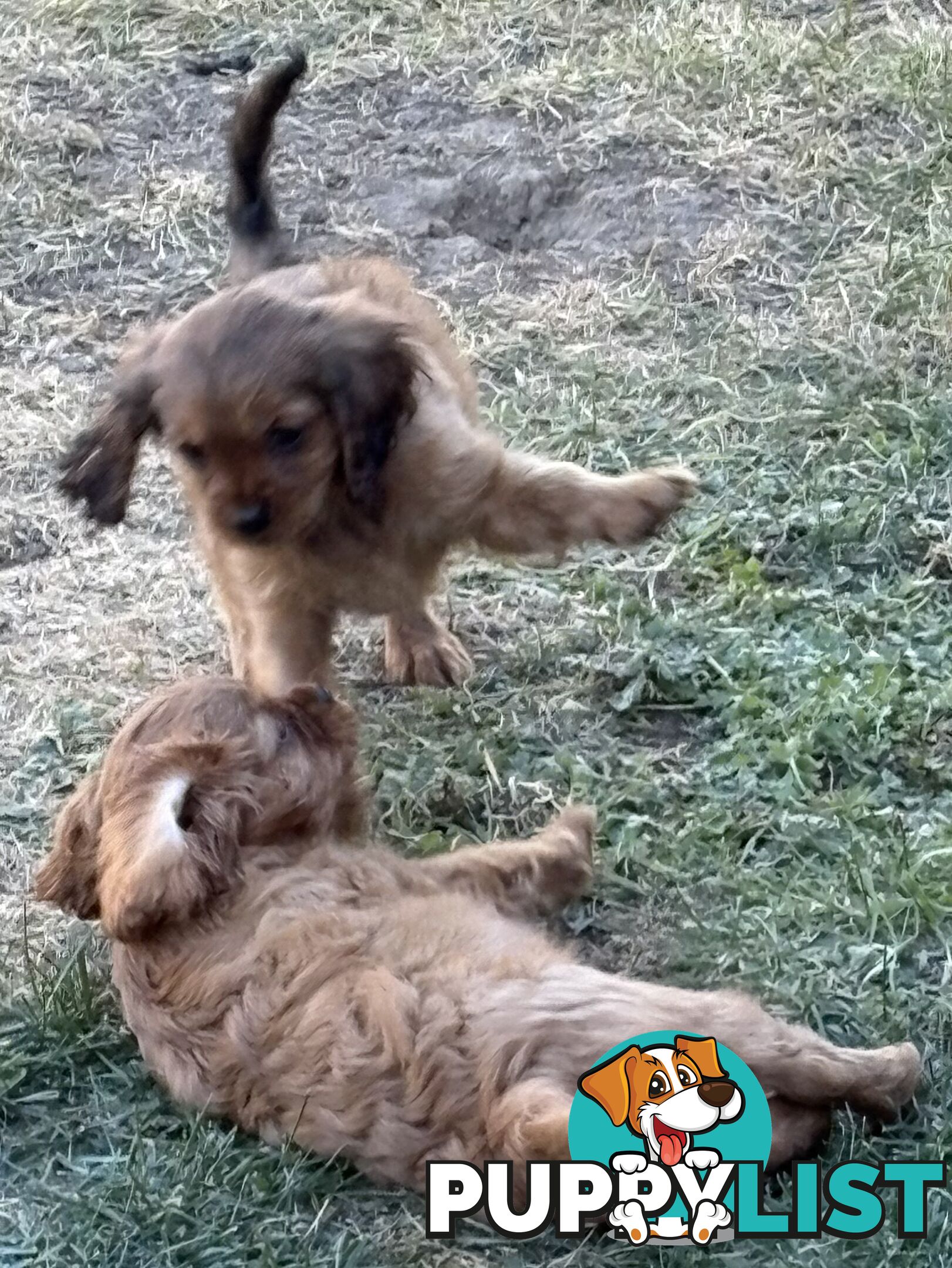 King Charles Cavalier Puppies (pure bred)  - ready NOW