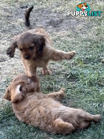 King Charles Cavalier Puppies (pure bred)  - ready NOW
