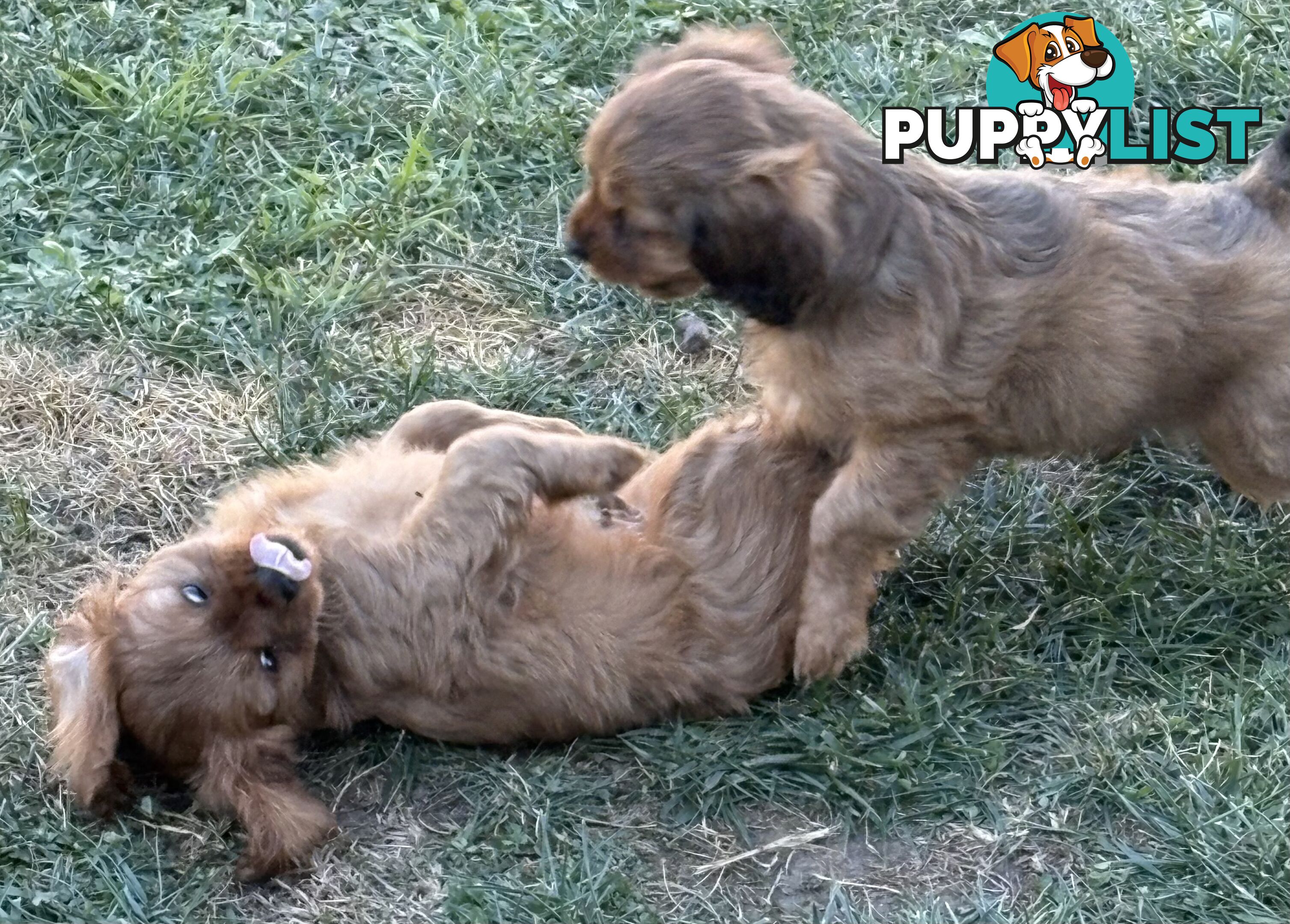 King Charles Cavalier Puppies (pure bred)  - ready NOW