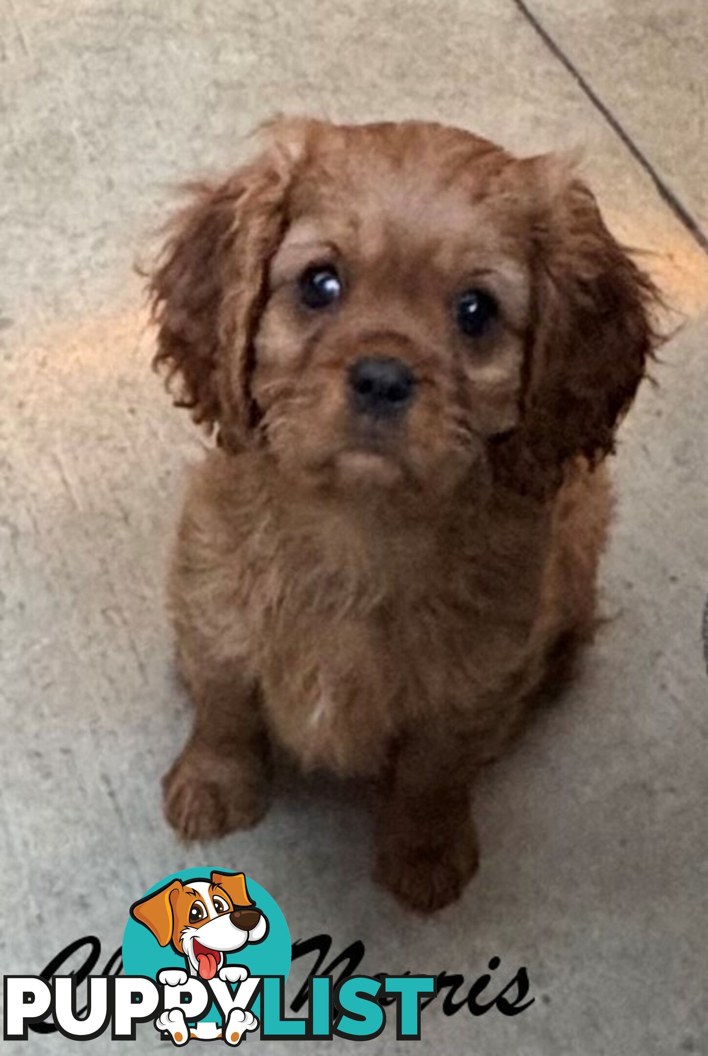 King Charles Cavalier Puppies (pure bred)  - ready NOW