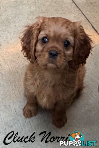 King Charles Cavalier Puppies (pure bred)  - ready NOW